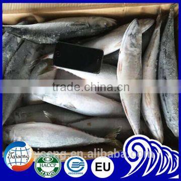 Asmak Frozen Seafood Whole Round Saba Mackerel photo-2