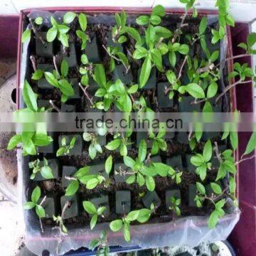 Phenolic Floral Foam Machinery photo-2