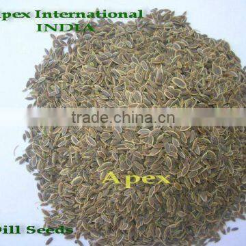 Dill Seed / Anthem Graveolens / Suwa photo-2