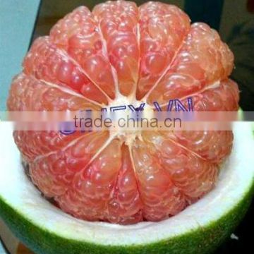 VIET NAM FRESH SWEET POMELO/+84 984418844 whatsapp