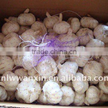 chinese new crop garlic cold stock garlic