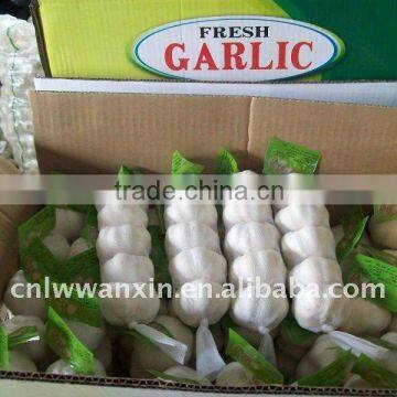 big size fresh garlic price in October