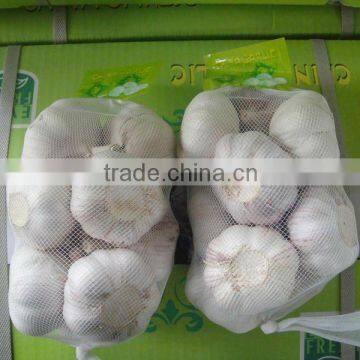 garlic crops