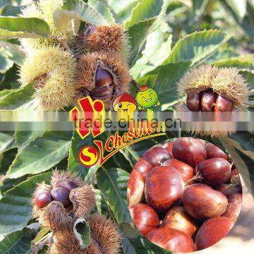 Organic Fresh Chestnut Wholesale Chestnuts Price photo-2