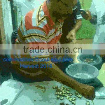 Very good Burkina Faso raw cashew nuts