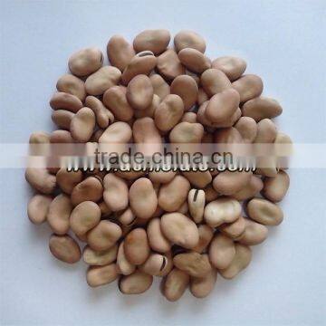 Popular Products Dry Broad Beans photo-2