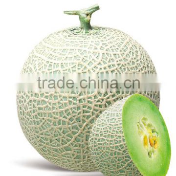 Hybrid muskmelon seeds hami melon for sale-Honey No.1