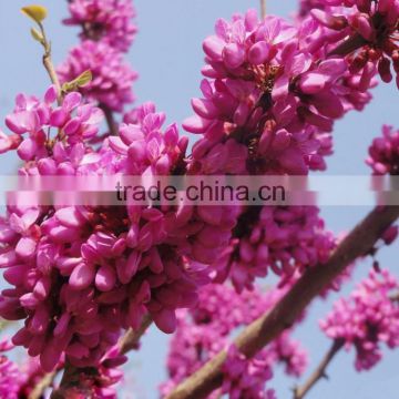 2016 High Purity Chinese Redbud Seeds For Growing