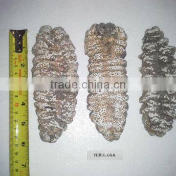 Isostichopus Fuscus photo-6
