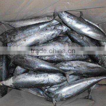 Bonito Tuna photo-5