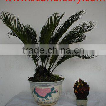 Cycas bonsai nursery