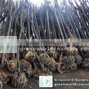 Prunus Cerasifera rootball D5cm