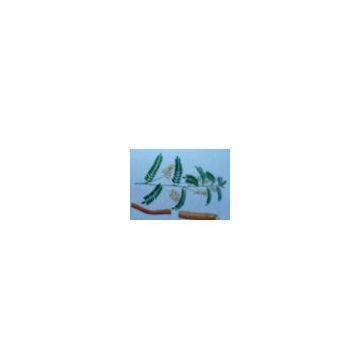 Sell Astragalus Root PE