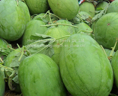 Big Pearl Light Green Hybrid Watermelon Seed photo-3