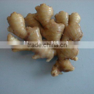 Chinese Fresh Meat Ginger