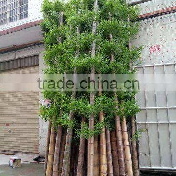 high quality outdoor cheap real trunk lucky bamboo artificial bamboo/ decotative fake bamboo on sale                        
                                                Quality Choice