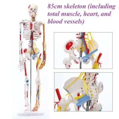 Skeleton model Medical Teaching Model Anatomical model