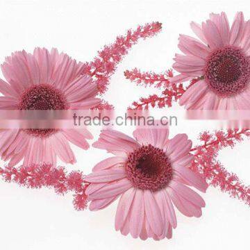 beautiful pink flower wall stickers 2013