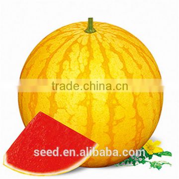 Golden Sun 2 Yellow Skin Round Seedless Watermelon