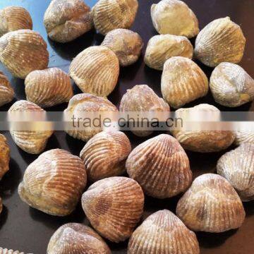 Ammonite Fossil photo-3