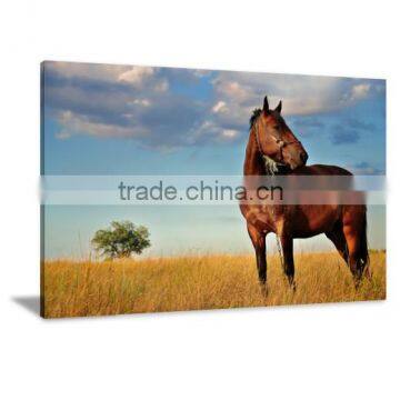 Horse Animal Canvas Oil Printed Painting Art Decor DWYS59