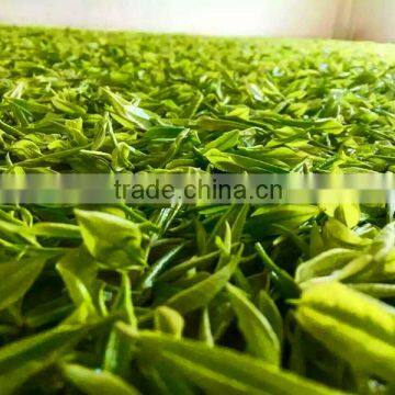 Organic Green Tea Good Quality Certified Organic Matcha Green Tea photo-3