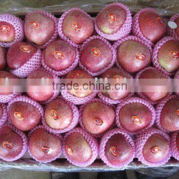 Fresh QinGuan apple