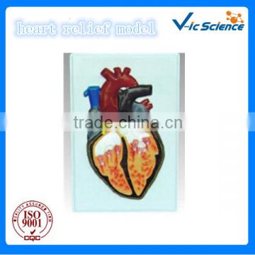 animal anatomy model,human heart 3D relief model