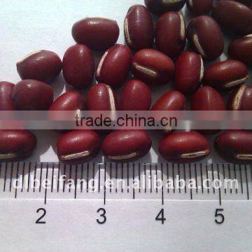 2011 Crop Adzuki Bean