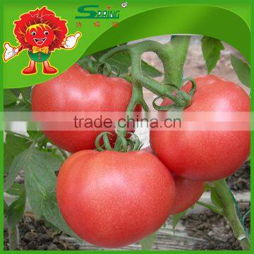 Fresh Tomatoes of China