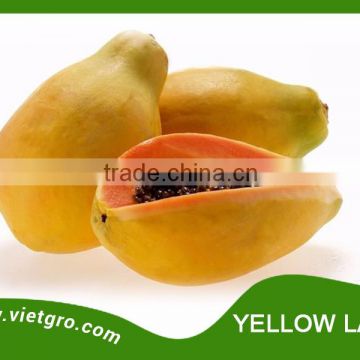 High Yield F1 Hybrid Papaya Seed - YELLOW LADY