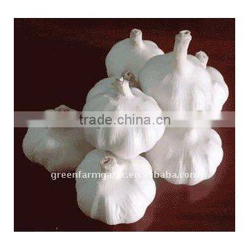 white fresh China garlic