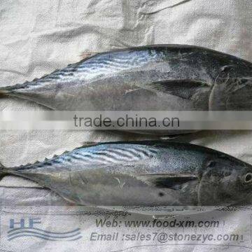 Small and big bonito fish with prices