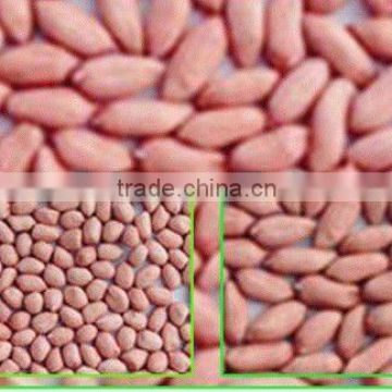 China Agriculture Bulk Raw Peanut Kernel