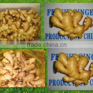 2012 young ginger price in china