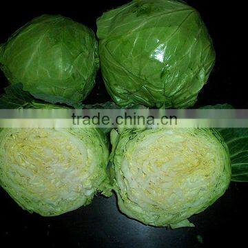 10 kg new crop fresh green cabbage