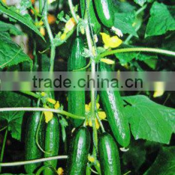 Hybrid Chinese F1 Crisp Mini Cucumber Seeds For Fruit