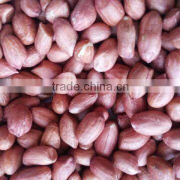 HIGH QUALITY JAVA GROUNDNUT KERNEL 80/90