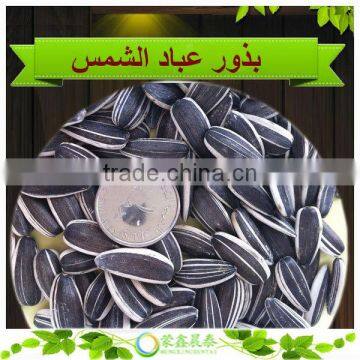 Export Black Big Size Hulled 5009 Sunflower Seed