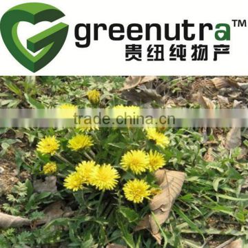 Dandelion Extract, Taraxacum Officinale Extract, Flavone