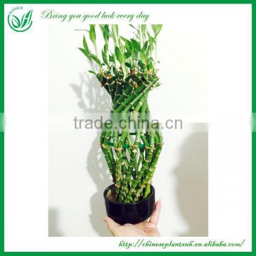 Bottle Shaped Dracaena Sanderiana Lucky Bamboo