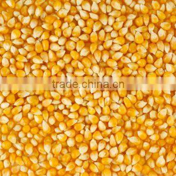 Maize Grit /flour Mill Machine Complete Plant for 100tons photo-2