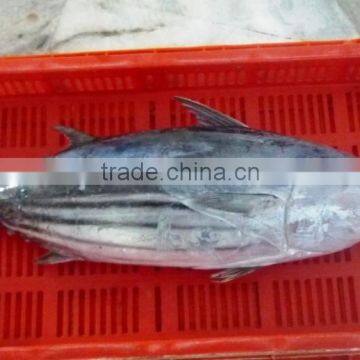 Frozen Skipjack Tuna photo-2