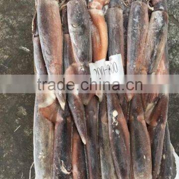 Frozen Illex Argentina photo-2