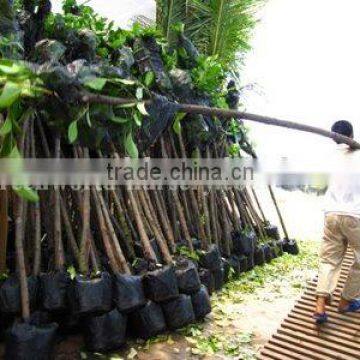 Ficus Altissima landscaping plants for tropical area