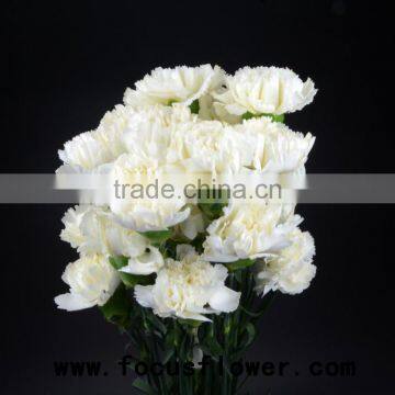 Fragrant aroma hot sale fresh cut marigold flowers white carnations bulk wholesale export fresh cut flowers snow white