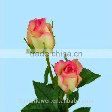 Newest rolane fresh cut flowers hopeshow with 0.8_1.2kg/bundle from Kunmming aibaba com