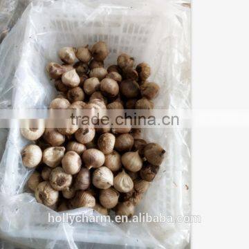 Korean Hot Sale Solo Black Garlic in Selling photo-6