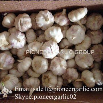 Loose Packing 5.5-6cm Fresh Red Garlic Produced In Jinxiang Shandong China photo-5