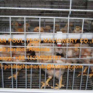 Tanzania Poultry Farm Chicken Shed A Frame Automatic Pullet Cage & Small Chicken Cage Equipment with Drinking & Feeding System